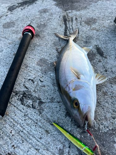 カンパチの釣果