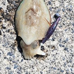 コウイカ