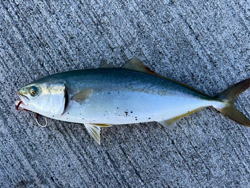ハマチの釣果