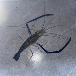 オニテナガエビ