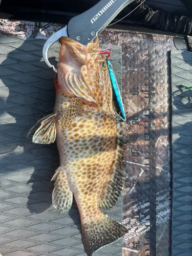 オオモンハタの釣果