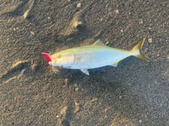 ワカシの釣果