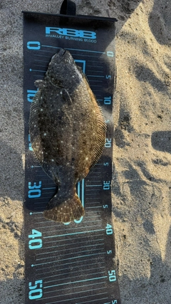 ソゲの釣果