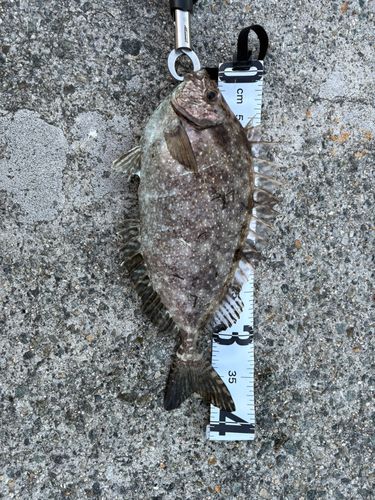 アイゴの釣果