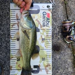 ラージマウスバス