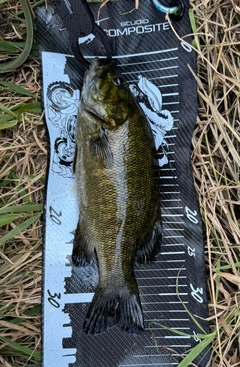 スモールマウスバスの釣果