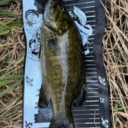 スモールマウスバス