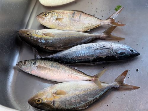 釣果