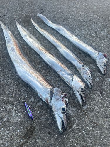 タチウオの釣果