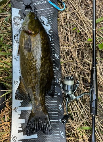 スモールマウスバスの釣果