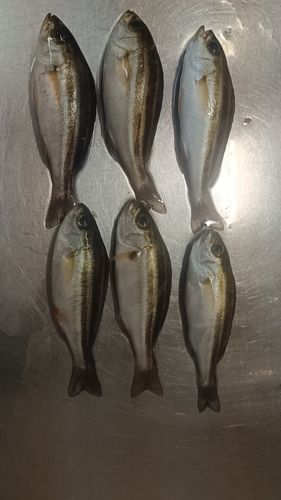 イサキの釣果
