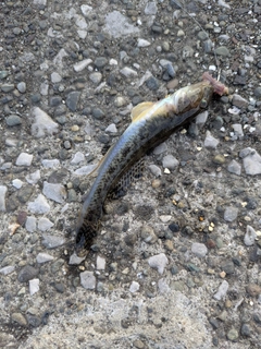 ハゼの釣果