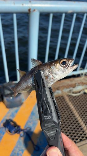 ムツの釣果