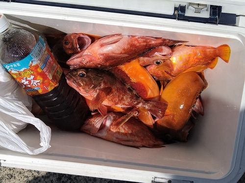 ウッカリカサゴの釣果