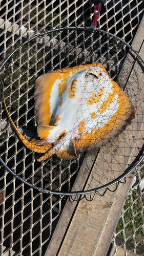 エイの釣果