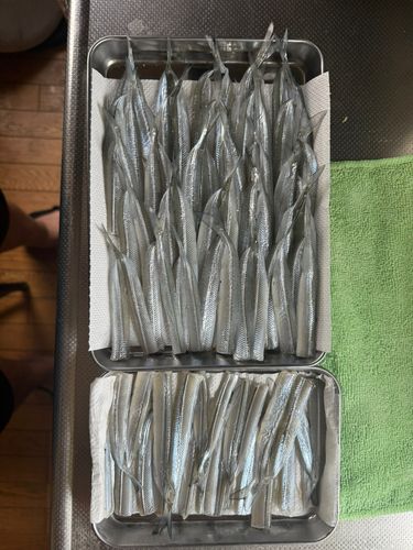 サヨリの釣果