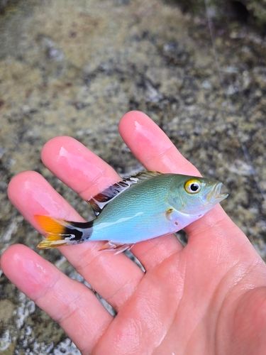 ヒメフエダイの釣果