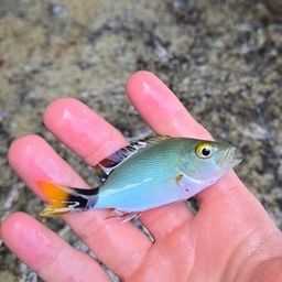 ヒメフエダイ