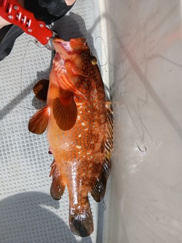 キジハタの釣果