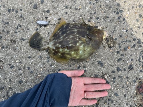 カワハギの釣果