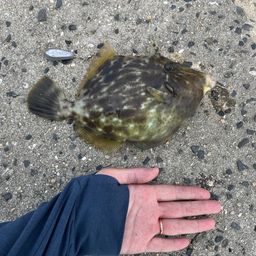 カワハギ