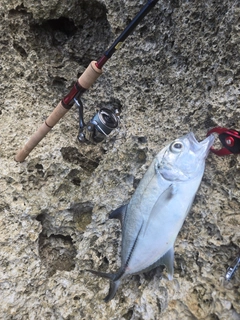 ギンガメアジの釣果
