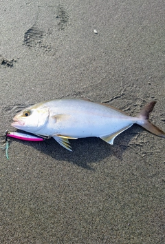 ショゴの釣果