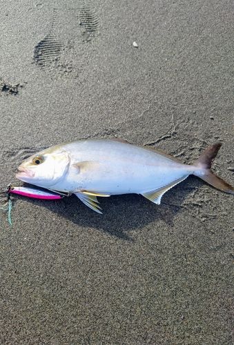 ショゴの釣果