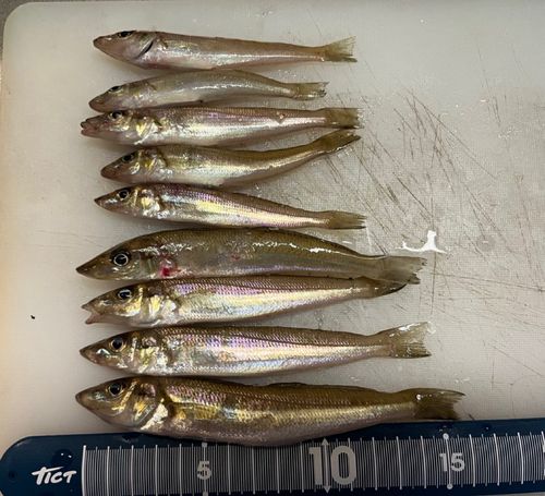 シロギスの釣果