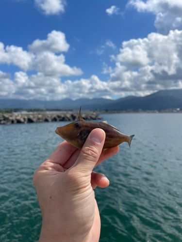 ウマヅラハギの釣果