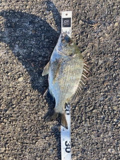 クロダイの釣果