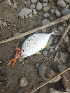 メッキの釣果