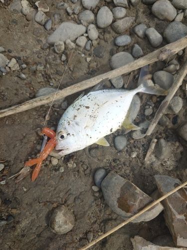 メッキの釣果