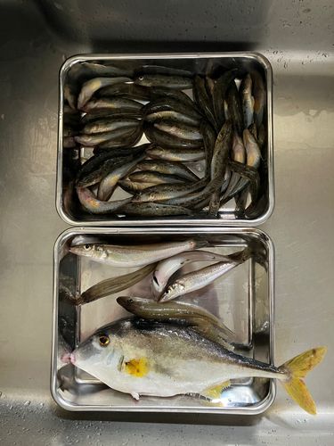 ハゼの釣果