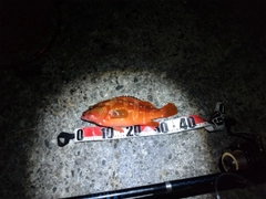 アカハタの釣果