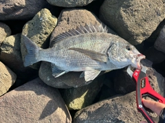 クロダイの釣果