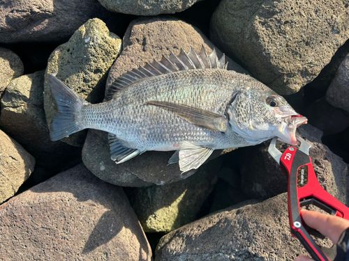 クロダイの釣果