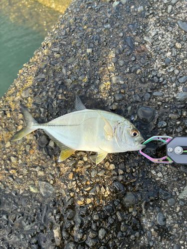 メッキの釣果