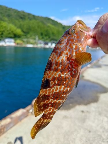 アナハゼの釣果