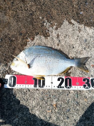ヘダイの釣果