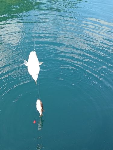 フグの釣果