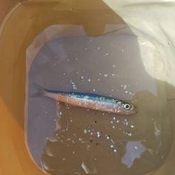 ウルメイワシ