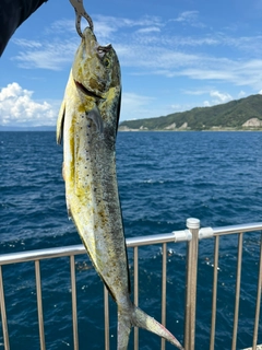 シイラの釣果