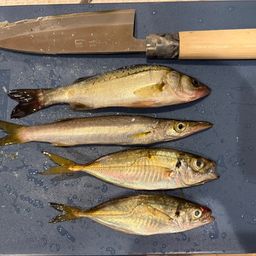 セイゴ（マルスズキ）