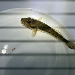 マハゼ