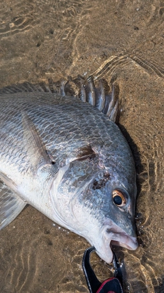 キビレの釣果