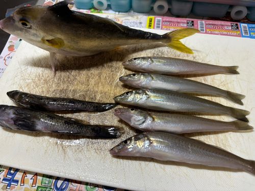 キスの釣果