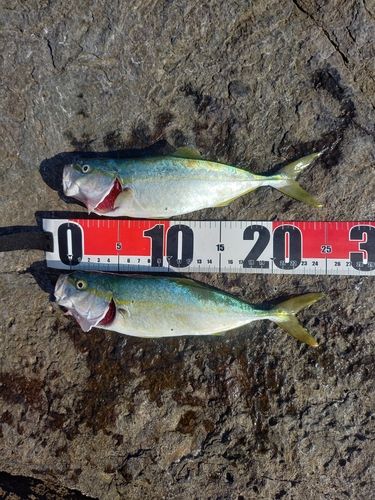 ツバスの釣果