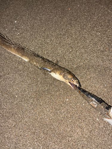 ホタテウミヘビの釣果