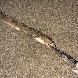 ホタテウミヘビ